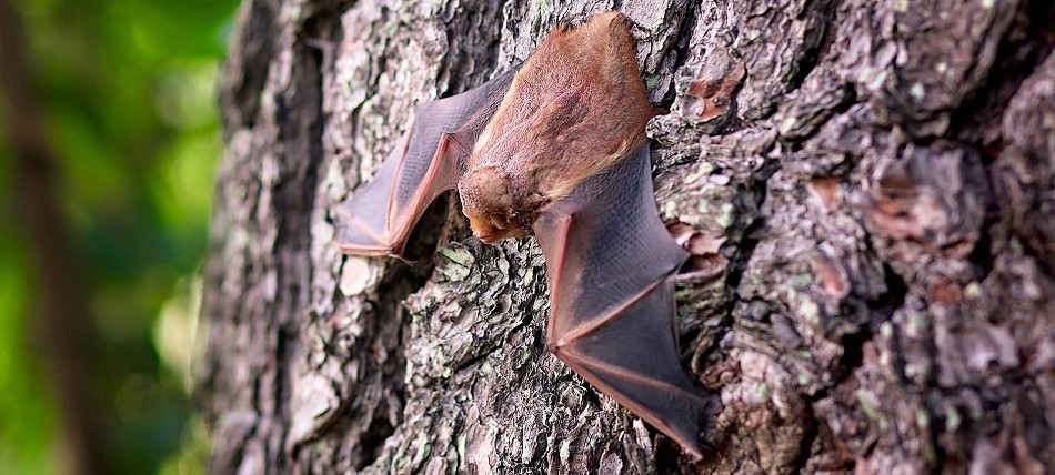 Fledermaus