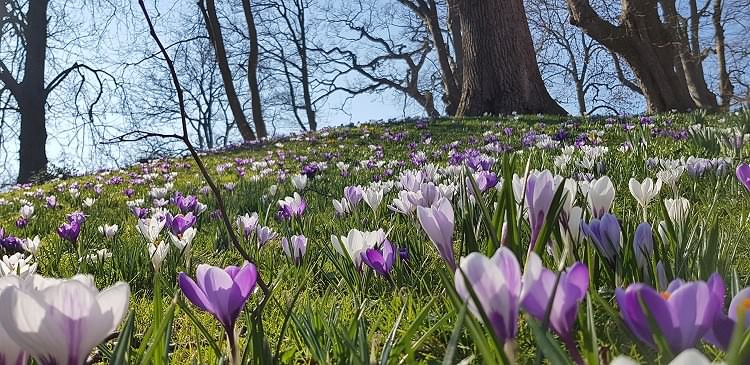 Frühling im Schlossgarten im Februar 2019!