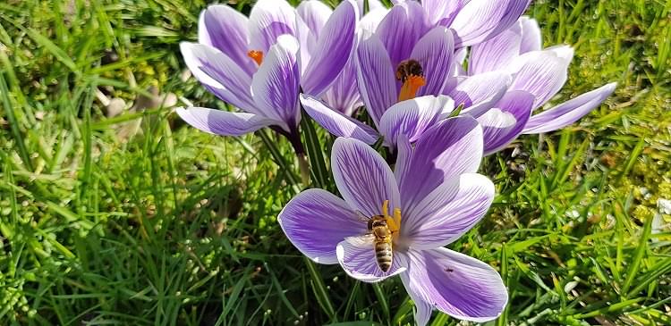 Frühling im Schlossgarten im Februar 2019!