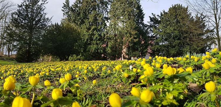 Frühling im Schlossgarten im Februar 2019!