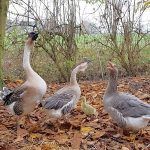 Das alte Gänsepaar – eine weihnachtliche Geschichte aus dem Schlosspark