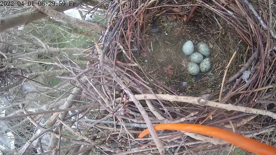 Trotz Wintereinbruch: Derzeit 5 Eier in Mathilde's Nest