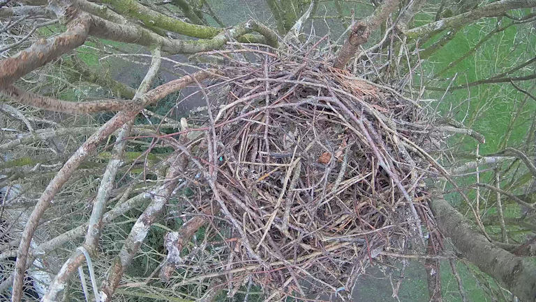 Live dabei 2023 - Die Krähen-Webcam im Schlosspark ist freigeschaltet.