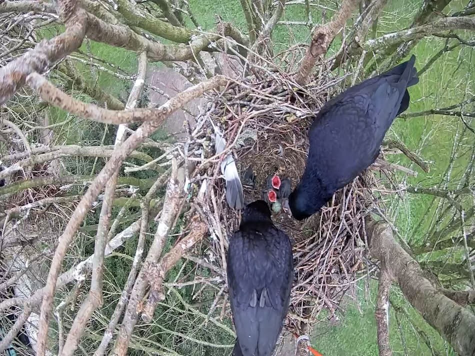 Küken im Saatkrähen-Nest vor Ostern geschlüpft