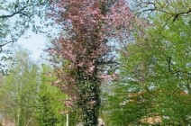 Blutkirschpflaume blutkirschpflaume-1