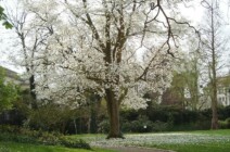 Magnolie magnolie-1