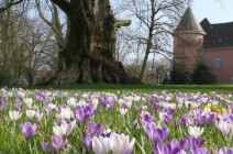 Der Schlosspark im Frühling schlosspark-im-fruehling-1