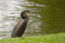 Tierwelt im Schlosspark