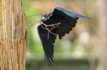 Tierwelt im Schlosspark