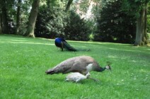 Tierwelt im Schlosspark tierwelt-im-schlosspark-2