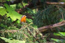 Tierwelt im Schlosspark