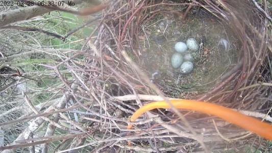 4. Ende März liegen die Eier im Nest.