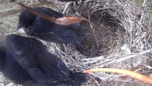 7. In den ersten Maiwochen werden die Jungen selbstständiger. Sie sitzen häufig auf dem Nestrand oder flattern auch schon auf benachbarte Zweige.