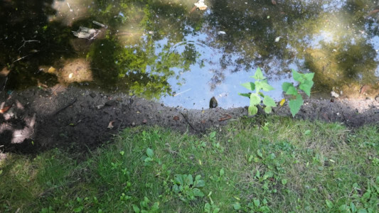 Abb. 2 Dürreperioden lassen den Wasserstand der Schlossgraft sinken – Freisetzung von Toxinen.