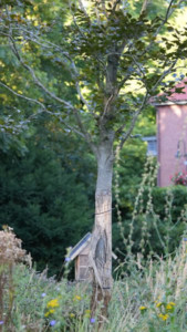 Abb. 4 Neupflanzung heimischer Arten und Schutz von Jungbäumen.