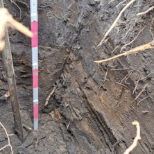 Abb. 02: Profil der obersten Bodenhorizonte des Parkhügels mit sichtbaren anthropogenen Einschlüssen.