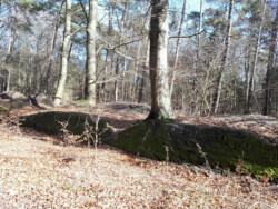 Wald<br />
©Dr. Annette Siegmüller, NIhK c/o Landesmuseum Natur und Mensch Oldenburg<br />
JPG, 11.9 MB >><a href="https://www.schlossmuseum.de/wp-content/uploads/2024/10/wald-dr-a-siegmueller-nhk-1.jpg" target="_blank">Download</a><<