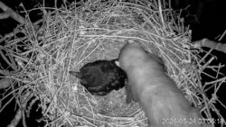 PNG, 1.0 MB Der Steinmarder im Saatkrähen-Nest >>Download<< Foto: © Arbeitsgruppe „live dabei“ Der Steinmarder im Saatkrähen-Nest