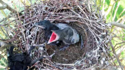 PNG, 2.0 MBDas Saatkrähenpaar zu Beginn der Brutsaison auf dem Nest>>Download<<Foto: © Arbeitsgruppe „live dabei“ Eines der Küken fällt aus dem Nest